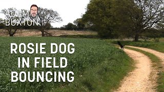 Rosie Dog In Field Bouncing  Adam Buxton [upl. by Aremaj]