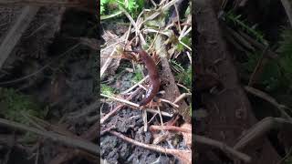 Slug springtails and a green leafhopper urbanwildlife invertebrate inaturalist [upl. by Laurette]