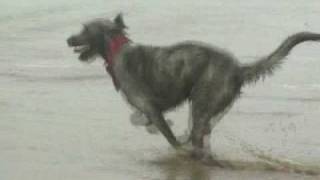 Merlin The Irish Wolfhound [upl. by Salvucci615]