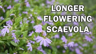 PURPLE FUSION™ Scaevola is a landscape Scaevola groundcover  Ozbreed Native Shrubs amp Groundcovers [upl. by Donetta963]