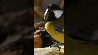 GreenBacked Tit Natures Vibrant Performerquot wildlife 🙏 [upl. by Navada350]