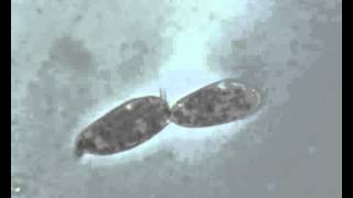 Paramecium in scissione [upl. by Anen]