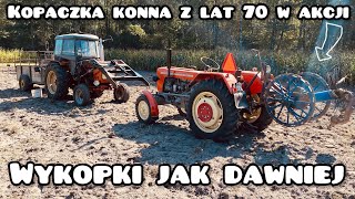 Wykopki starym sprzętem z lat 70 🔥Kopaczka konna amp Ursus 335 w akcji 🥔 [upl. by Anahsed]