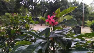 Jatropha Integerrima  Peregrina  Flower  रत्नज्योत   Jaipur  India [upl. by Short]