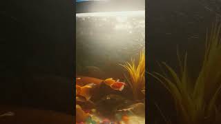 Fantail goldfish  song music tseries fish aquariumchannel animemusic aquarium aquarim [upl. by Treborsemaj]