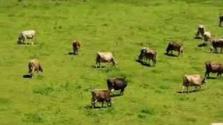 Sound of Cow Bells Switzerland [upl. by Yracaz]