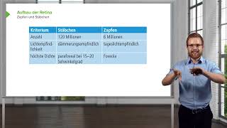 Visuelles System I Retina Aufbau amp Signalverarbeitung  Zapfen und Stäbchen I Nicolas Paul [upl. by Doble]