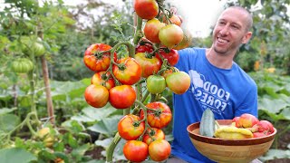 This Technique Forces Tomatoes to Produce Earlier Ripen Faster and Never Stop Fruiting [upl. by Swane19]