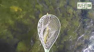 Fly Fishing  Willowemoc Beaverkill Roscoe NY [upl. by Greenburg]