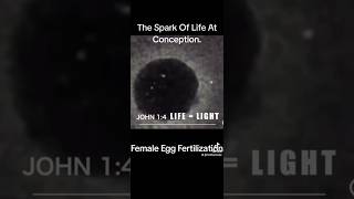 life conception birth fertilize news philosophy [upl. by Giovanni500]