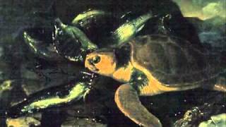 SaintSaens Carnival of the AnimalsTortues Tortoises [upl. by Idou]