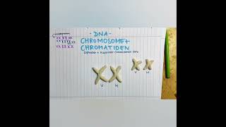 DNA Chromosomen Chromatiden [upl. by Ettennil]