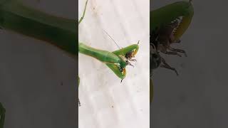 STRANGE STRONG BIG PREDATOR LOOKS LIKE ALIEN PRAYING MANTIS EATS SMALL WOODLICE entomology [upl. by Anihta]