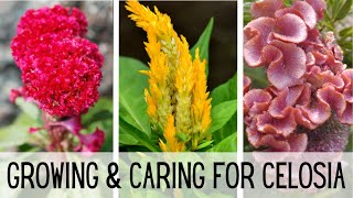 Growing amp Caring For Celosia 🌺🌺  Celosia Flower  Starting Celosia From Seed  Cockscomb Celosia [upl. by Clite]