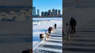 In Harbin cut ice to build a city china icefestival [upl. by Massiw]