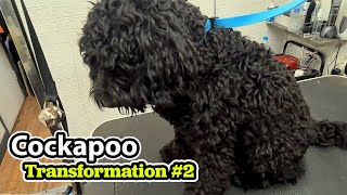 Cockapoo GROOMING Transformation 2 [upl. by Nylrahc]