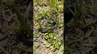 Brahminy blind snake TEMUN NAPUN meitei manipur brahminyblinesnake snake snakevideo [upl. by Wiley547]