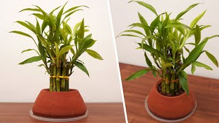 How to propagate Lucky bamboo faster  Grow amp Decorate Lucky Bamboo  Dracaena Sanderiana [upl. by Sardella160]