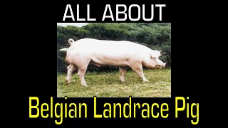 Belgian Landrace Pig  Breed Information [upl. by Mattah]