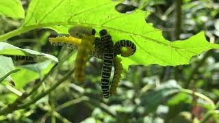 Dogwood sawfly larvae 2024 [upl. by Demha]