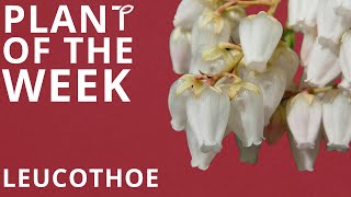 Plant Of The Week  Leucothoe [upl. by Dihsar310]