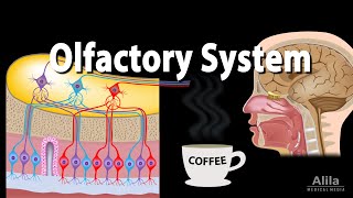 Olfactory System Anatomy and Physiology Pathways Animation [upl. by Flynn512]