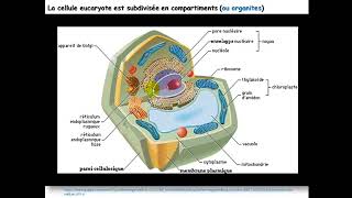 Biologie cellulaire S1  Introduction Organites cellulaires  Vidéo 1 partie 2 [upl. by Guglielmo937]