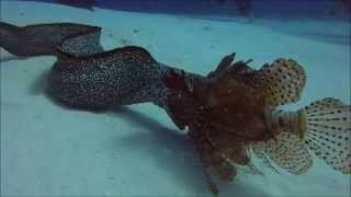 Eel vs Lionfish GoPro  Cozumel Mexico [upl. by Alleuol]