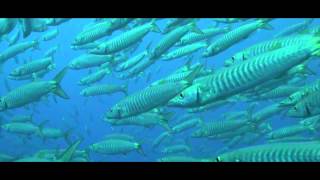 Barracuda Documentary [upl. by Orgell367]