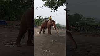 I rarely see tusked elephants protect them only 150 left in Vietnam vietnambiketourscom [upl. by Aznerol]