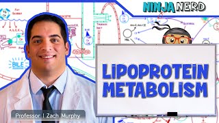 Metabolism  Lipoprotein Metabolism  Chylomicrons VLDL IDL LDL amp HDL [upl. by Ebocaj]