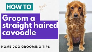 How To Groom A Straight Haired Cavoodle  Home Dog Grooming Tips [upl. by Beale]