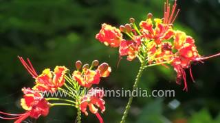 Caesalpinia pulcherrima peacock flower or Barbados Pride [upl. by Lust893]