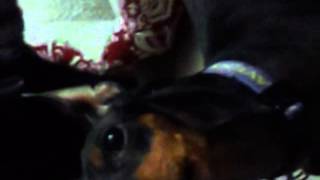 Manchester Terrier Howling amp barking [upl. by Aihsi]