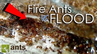 Fire Ants vs Flood  What Happens to Ants When It Rains [upl. by Naitsihc]