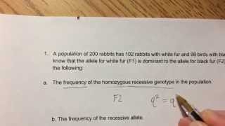 Hardy Weinberg Equilibrium Example Problem [upl. by Avla]