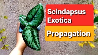 Scindapsus  Propagation from Plant Cuttings [upl. by Yclehc]