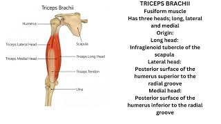 Triceps brachii and Anconeus muscle [upl. by Airreis]