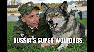 VOLKOSOBY  RUSSIAS POWERFUL amp SECRET WOLF DOGS  Animal Watch [upl. by Leuas]