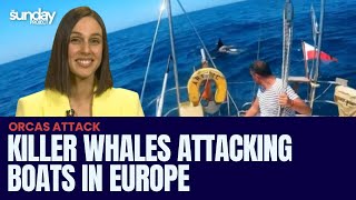 Killer Whales Attacking Boats In Europe [upl. by Athenian]