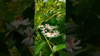 Parijatam flowers story 🕉️🙏 parijatham flowers [upl. by Enimrej563]