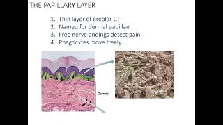 The Dermis 24 [upl. by Leclair]