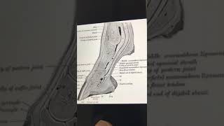 مفصل المعقم Fetlock joint [upl. by Hartfield448]