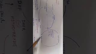 Methotrexate Mechanism of Action [upl. by Atterahs948]