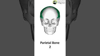 Cranial bones anatomy anatomyphysiology anatomylecture bones medical cranial bone [upl. by Wilder]