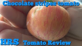 ⟹ Chocolate stripes tomato  Solanum lycopersicum  Tomato review 2018 [upl. by Posner]