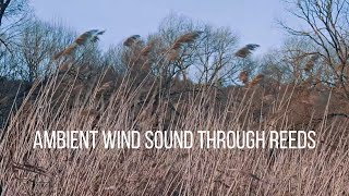 Ambient Wind Sound through Reeds  Field Record  Relax ASMRnature [upl. by Charlean]