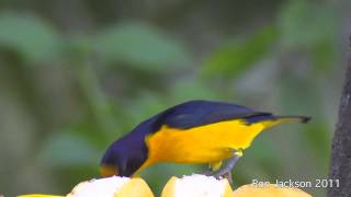 Violaceous Euphonias  Euphonia violacea [upl. by Aitnahs]