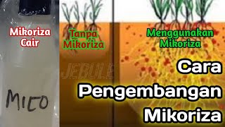 CARA MEMPERBANYAK MIKORIZAN [upl. by Limaa]