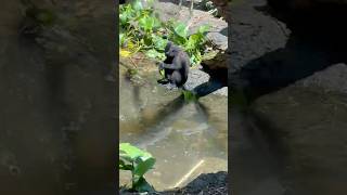 Celebes Crested Macaque  singaporezoo nature animallover adventure naturelovers singapore [upl. by Archle831]